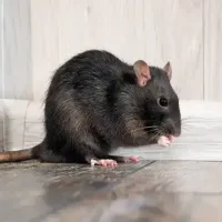 Mouse in a house in Jupiter, FL