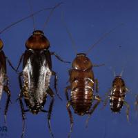 American Cockroach Control in Port St. Lucie Fl by Blue Door Pest Conrol