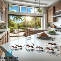 Ghost ants crawling on Kitchen counter in Jupiter, Florida