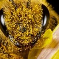 Jupiter Pest Control Carpenter Bee