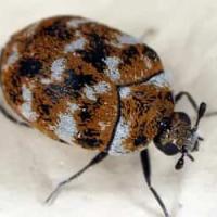 Carpet-Beetle-Jupiter-Fl