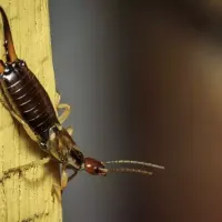 earwigs