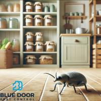 Weevil Treatments in Jupiter