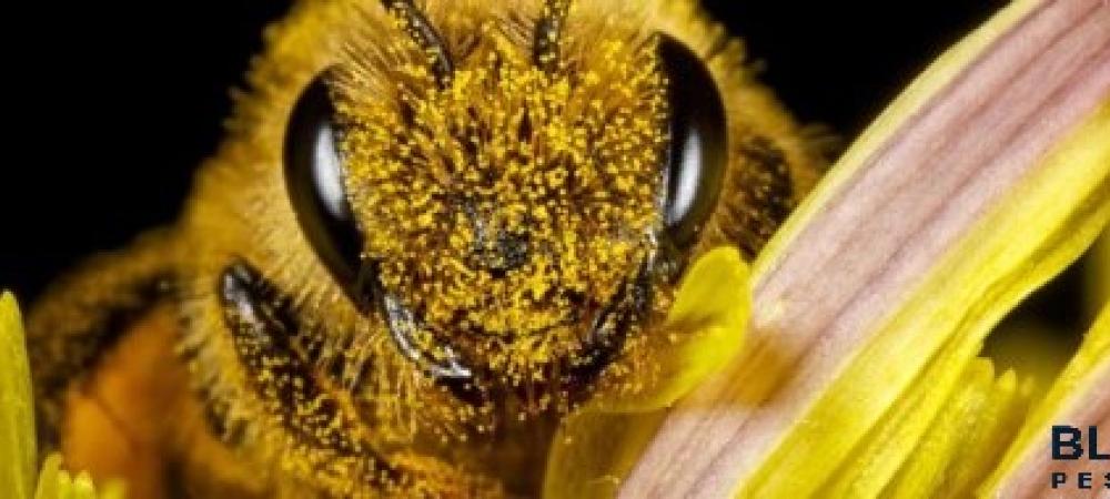 Jupiter Pest Control Carpenter Bee