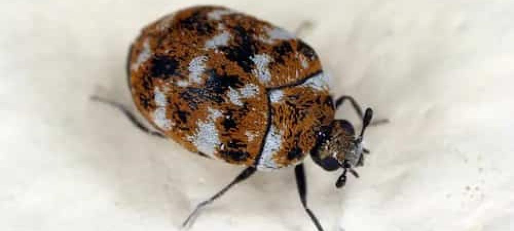 Carpet-Beetle-Jupiter-Fl